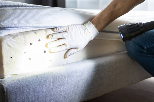 Best Exterminator Services  in St Johns, AZ