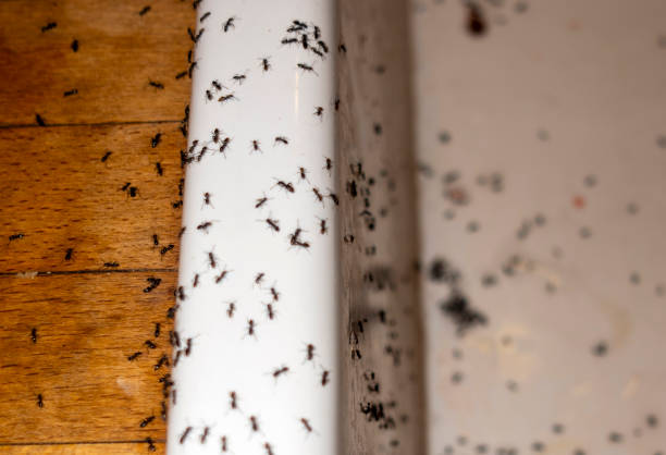 Best Wasp Removal Services  in St Johns, AZ