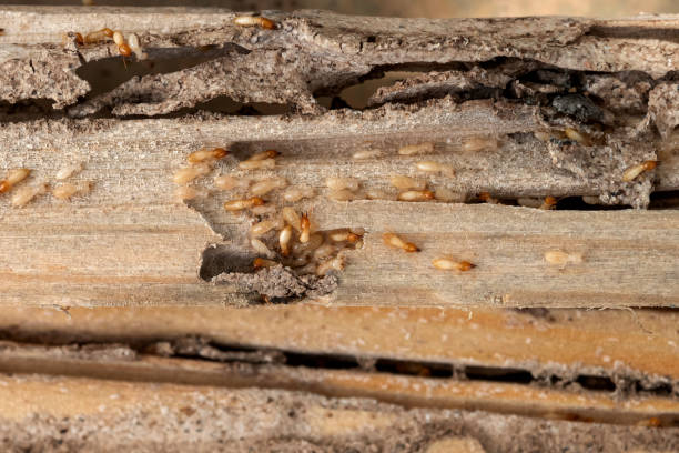 Best Affordable Pest Control Services  in St Johns, AZ